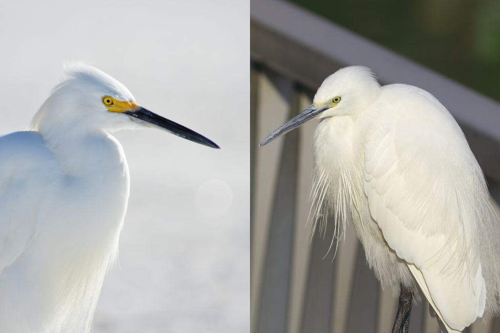 little-egret-vs-snowy-egret-what-s-the-difference