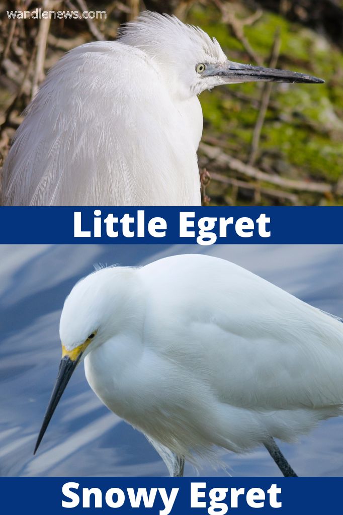 Little Egret vs Snowy Egret - Lore colour