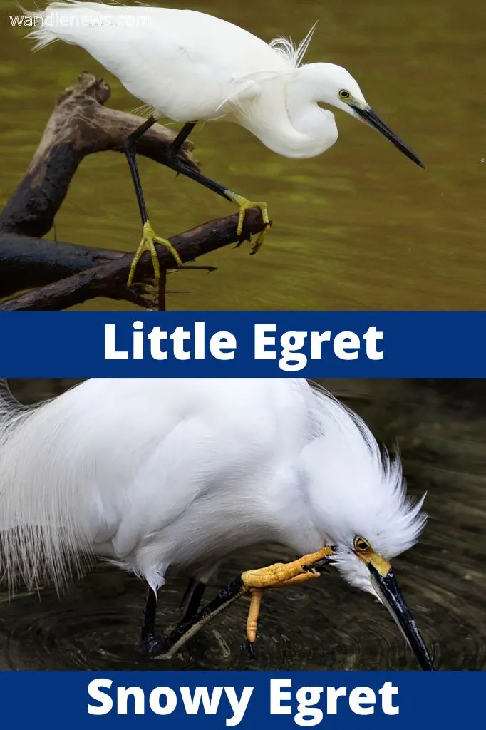 Little Egret vs Snowy Egret - Feet colour