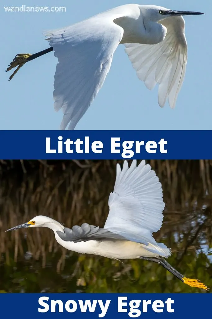 The size of a snowy egret compared to a little egret