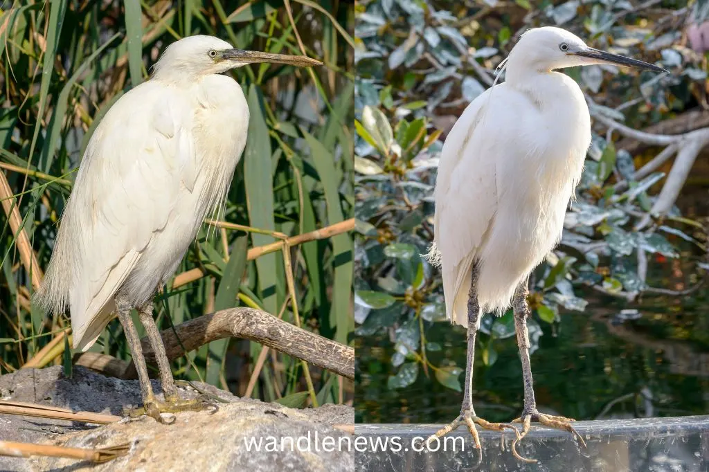 Pacific Reef Heron (Egretta sacra)