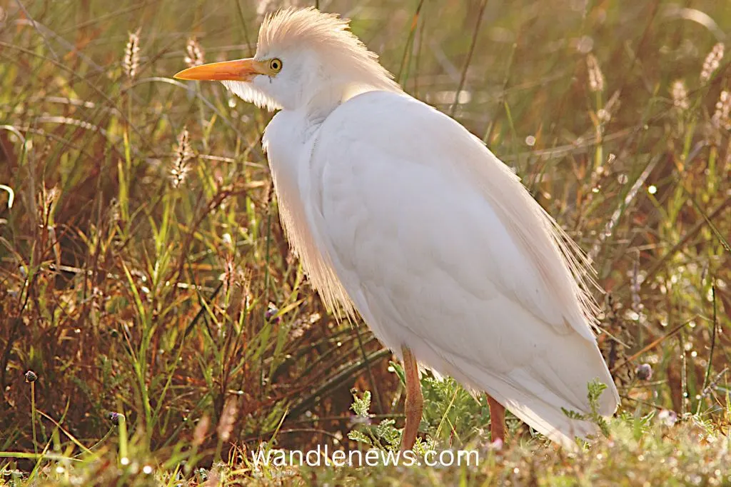 Cattle Egret (Bubulcus ibis)