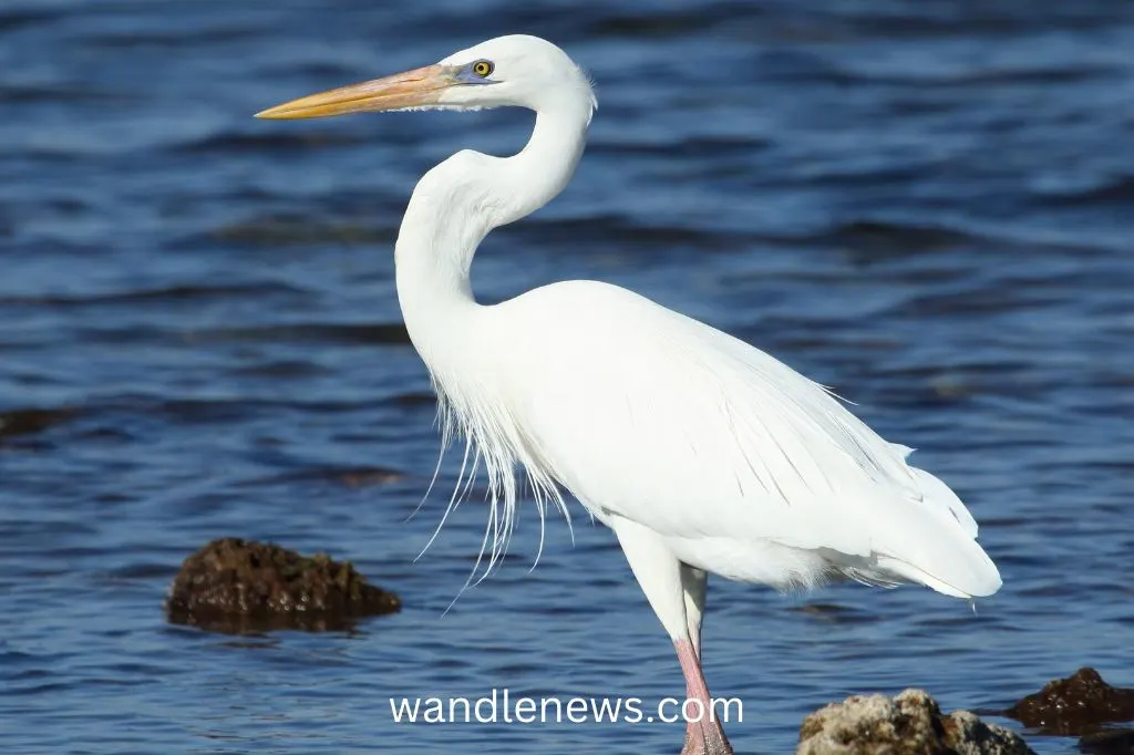 Great White Egret (Ardea alba)