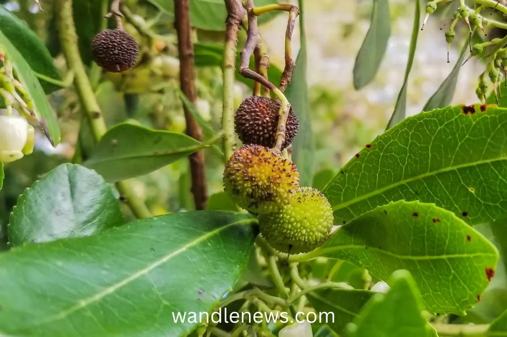 Strawberry tree