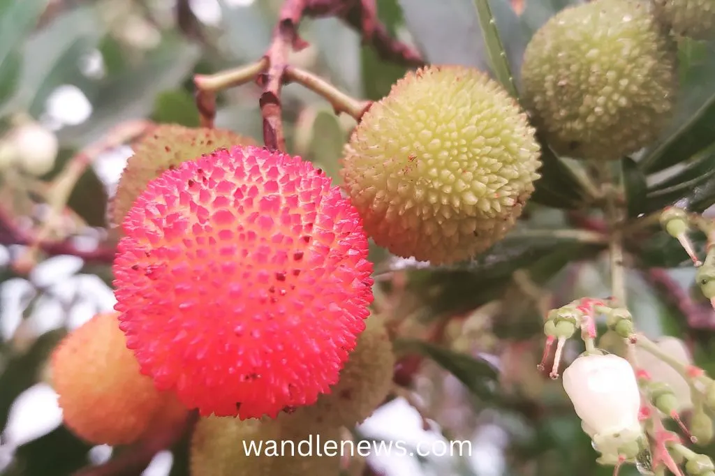 Strawberry tree