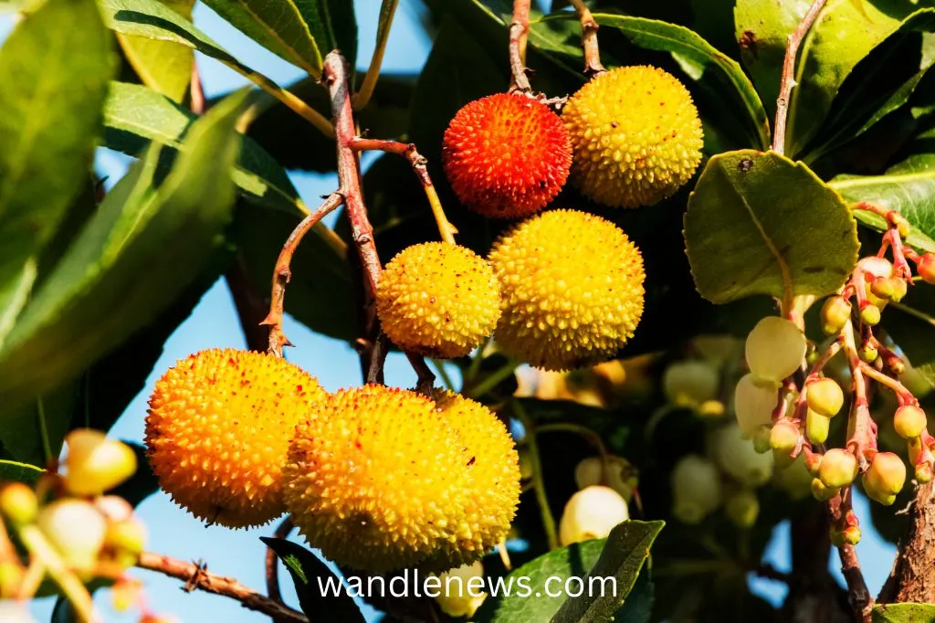 Strawberry tree