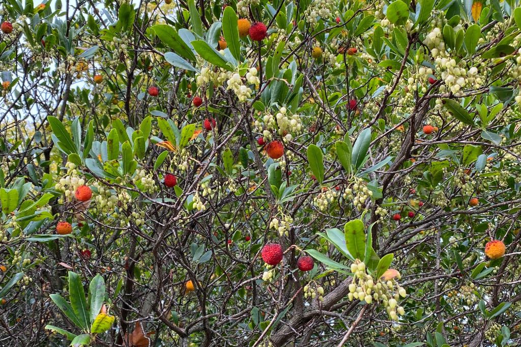 Are Strawberry Trees Poisonous To Dogs