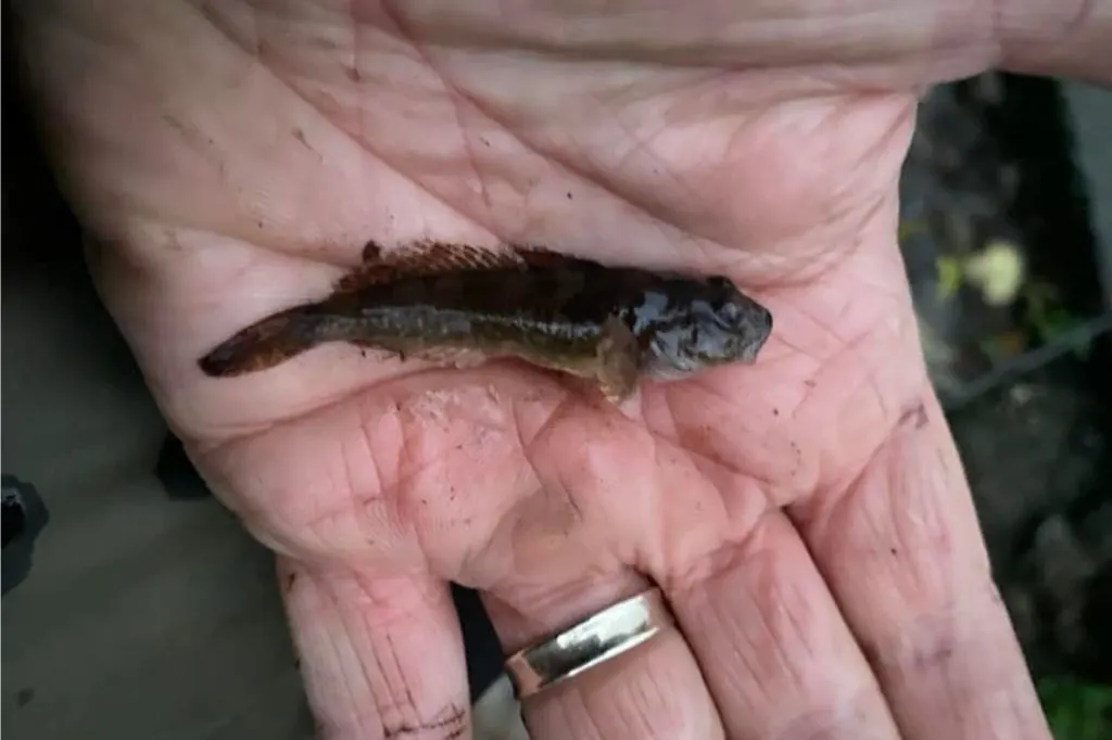 Bullhead caught by Neil Curtis on the river Wandle