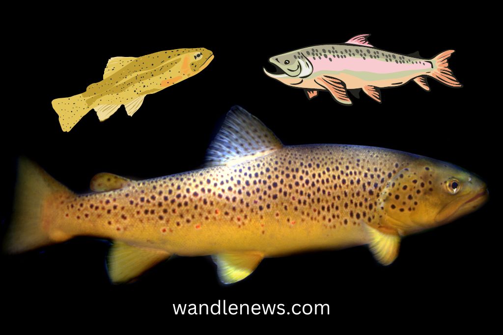 Are Trout More Active at Night?