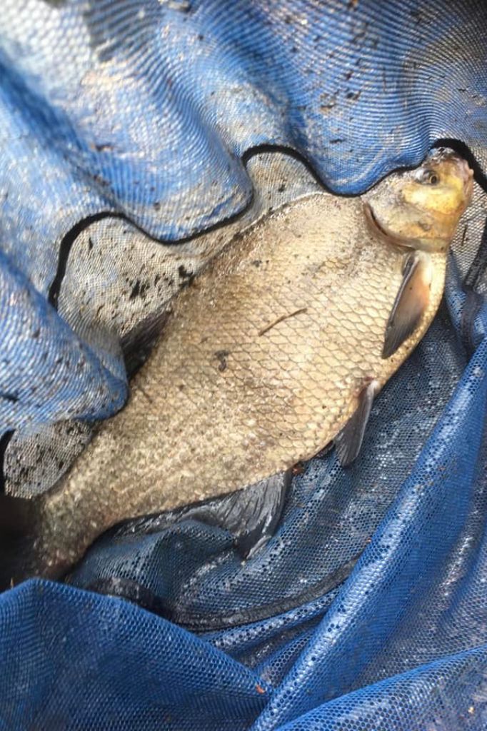 Common Bream caught by Neil Curtis on the river Wandle