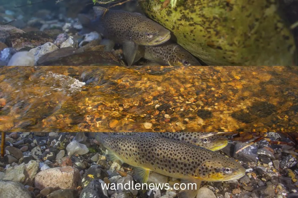 Do Trout Swim Upstream to Spawn?