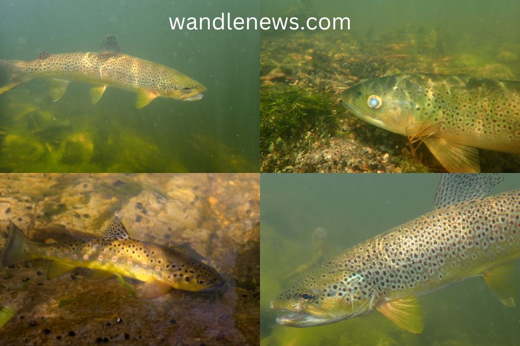 brown trout swimming upstream