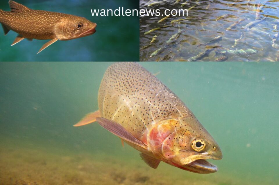 Do Trout Swim Upstream?