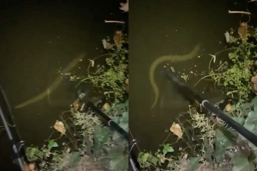 Eel found in river Wandle.  Images by Liam Cook