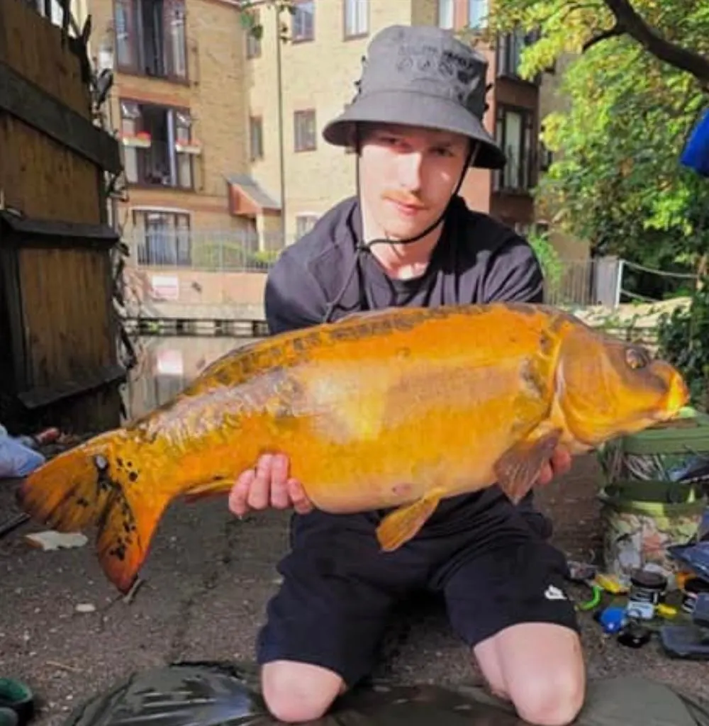 Koi Carp caught by Liam Cook on the River Wandle
