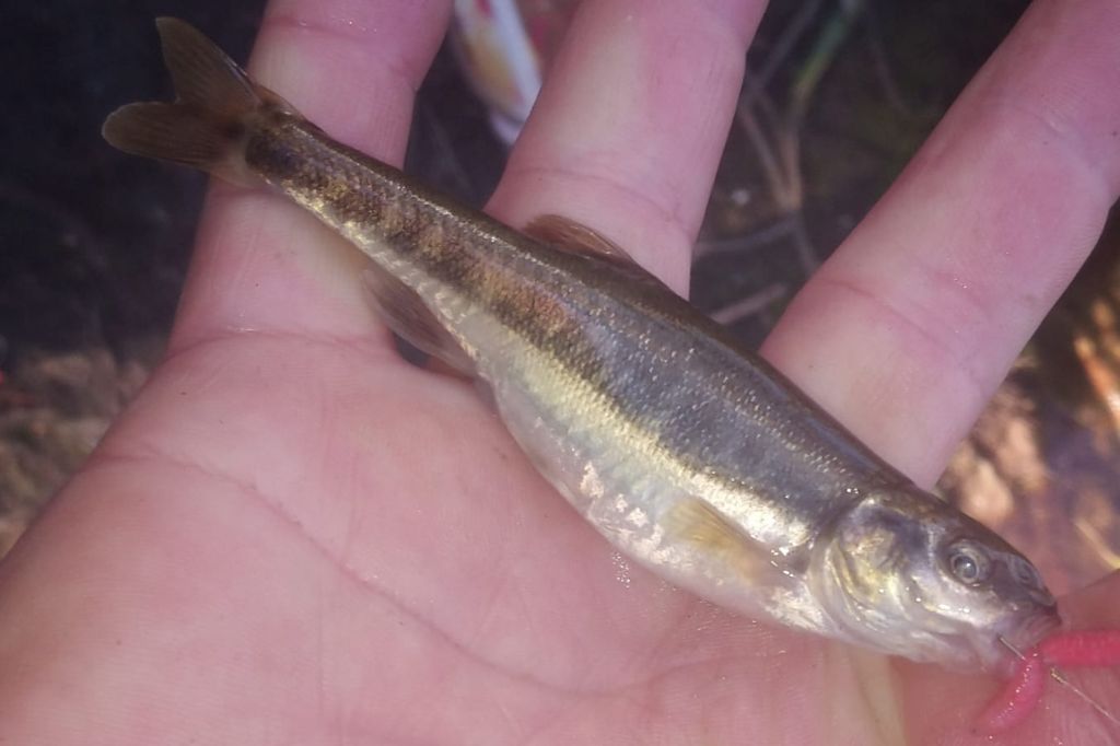 Minnow caught by Graham King on the river Wandle