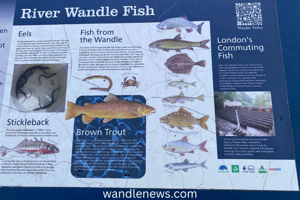 Fish in the River Wandle in Earlsfield