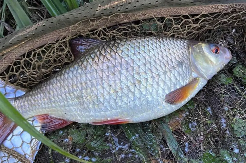 Roach caught by Adrian Marshall in the river Wandle