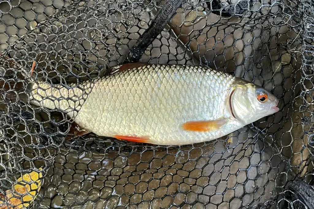 Roach caught by James Roberts in the river Wandle