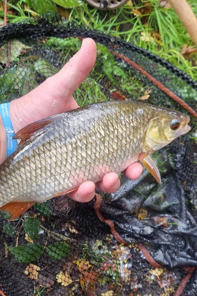 Roach caught by Terry Molloy in the river Wandle