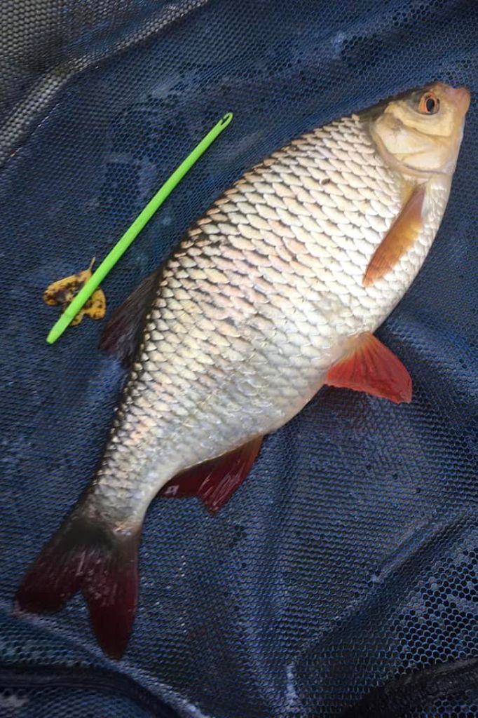 Rudd caught by Neil Curtis on the river Wandle