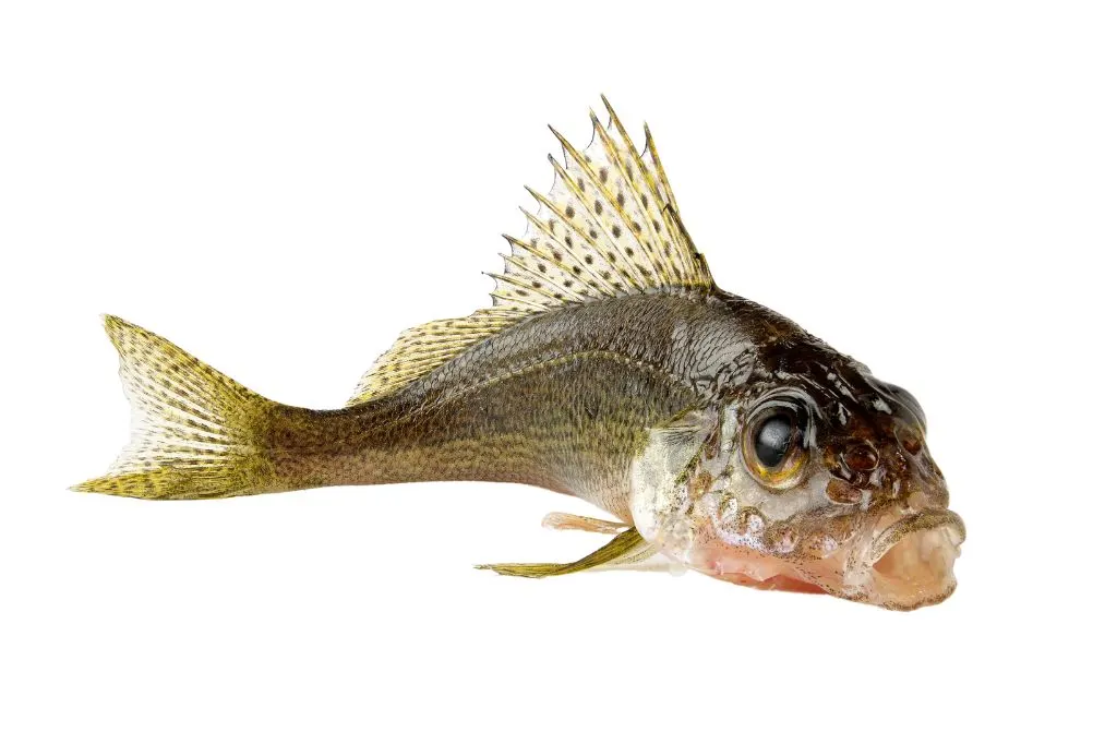 ruffe - a type of coarse fish