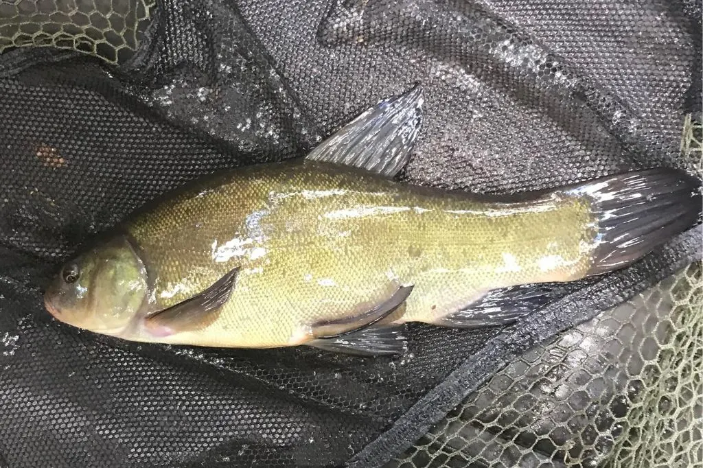 Tench caught by Lee Friend on the river Wandle