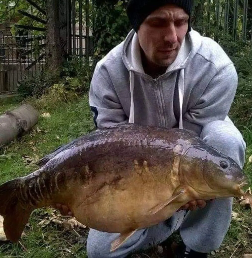 Mirror Carp caught by Daniel Holland