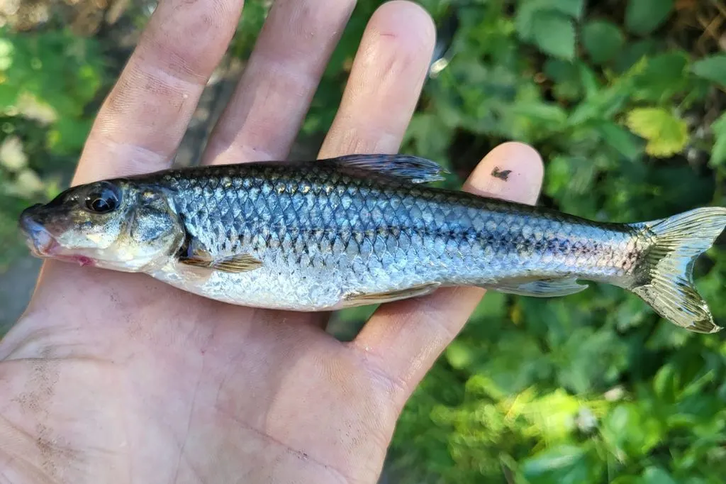 Gudgeon caught by Audrius Stukas on the River Wandle