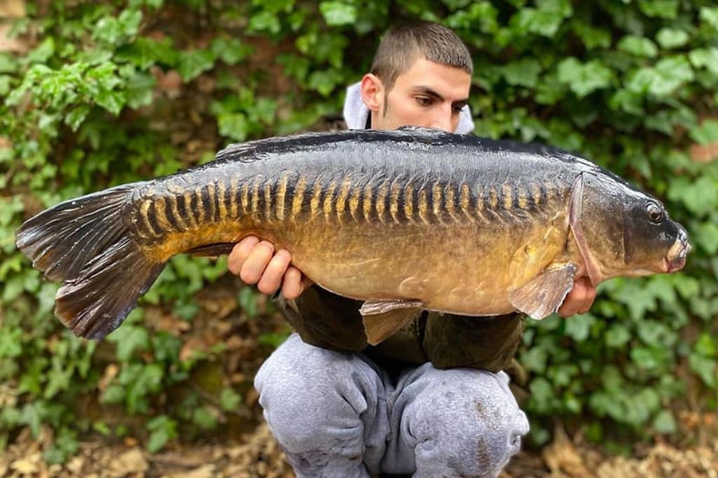 Mirror Carp caught by Luke Stoneman on the River Wandle