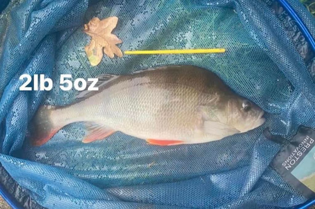 Perch caught by Neil Curtis on the River Wandle