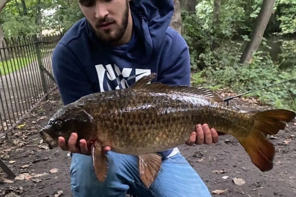 Common Carp caught by Lee Friend on the river Wandle