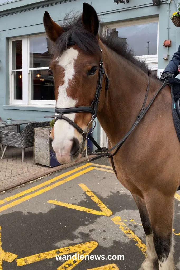 Hudson the horse at Wimbledon Village Stables