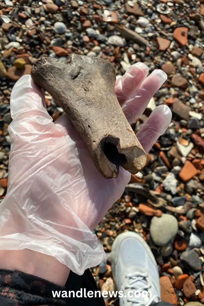 Animal bone found on the Thames foreshore