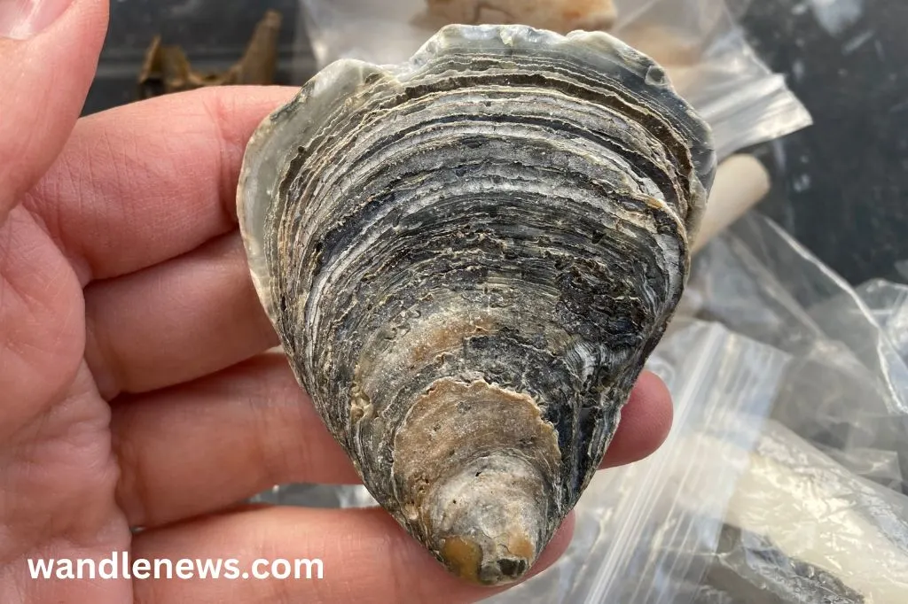 Oyster shell found on the Thames foreshore