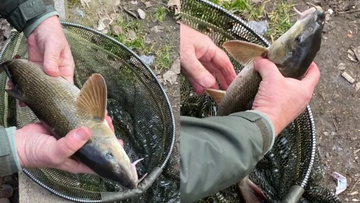 river wandle barbel fishing