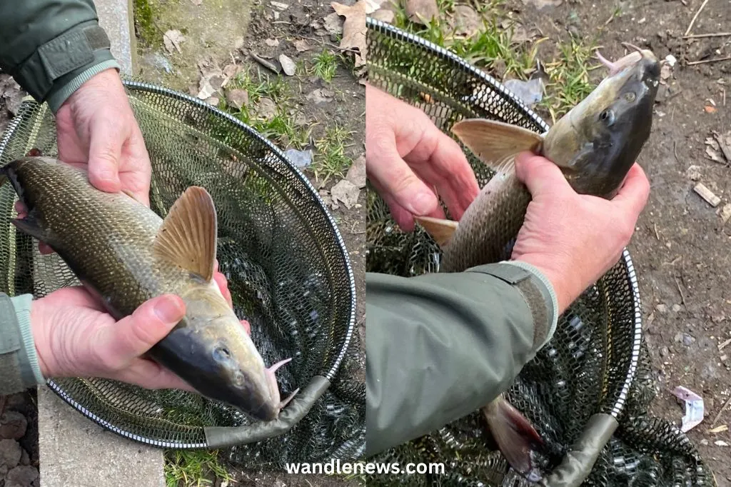 A barbel caught on the river Wandle
