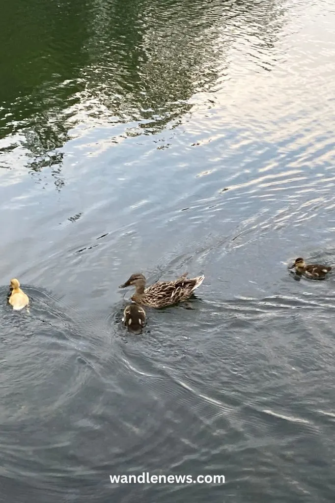 The Pond on Wandsworth Common. Photograph by Olivia Herlihy