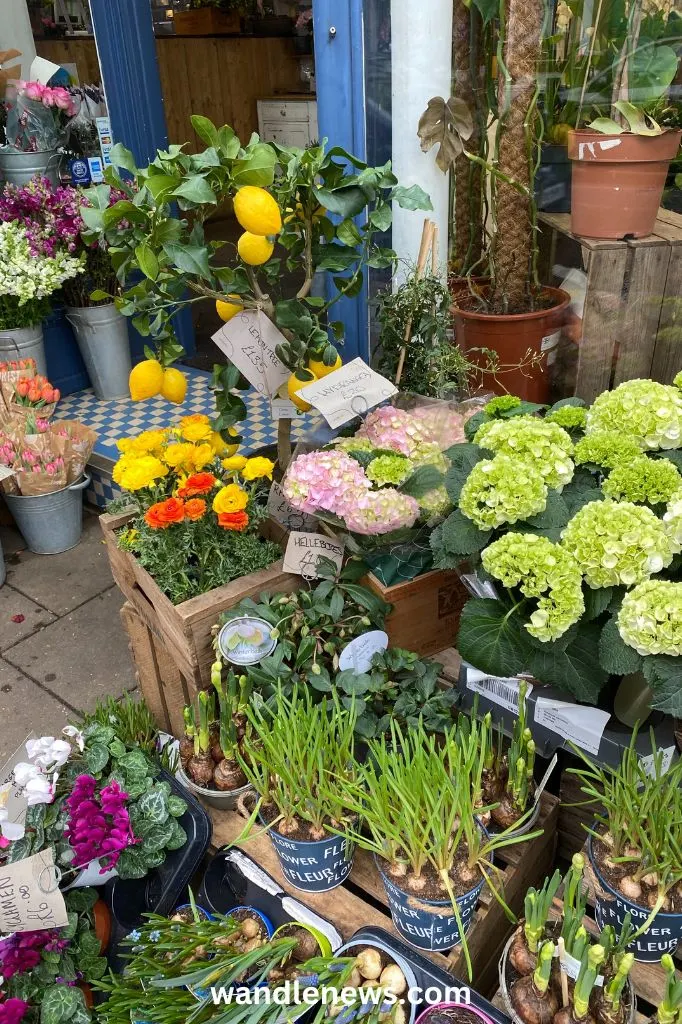 Florist in Wimbledon Village