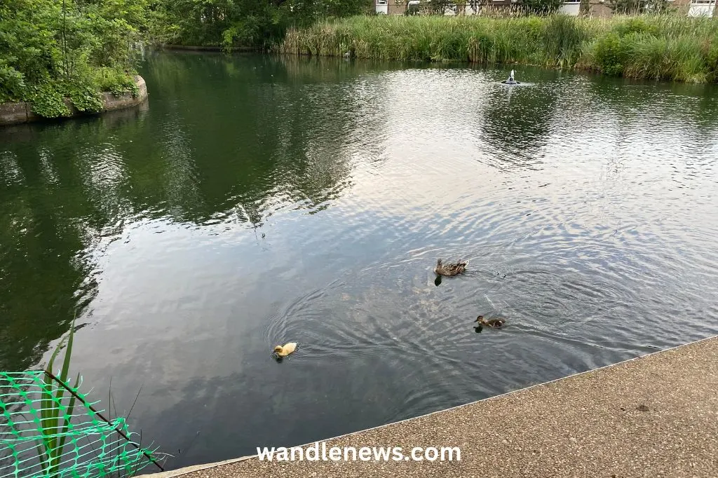 The lake on the common