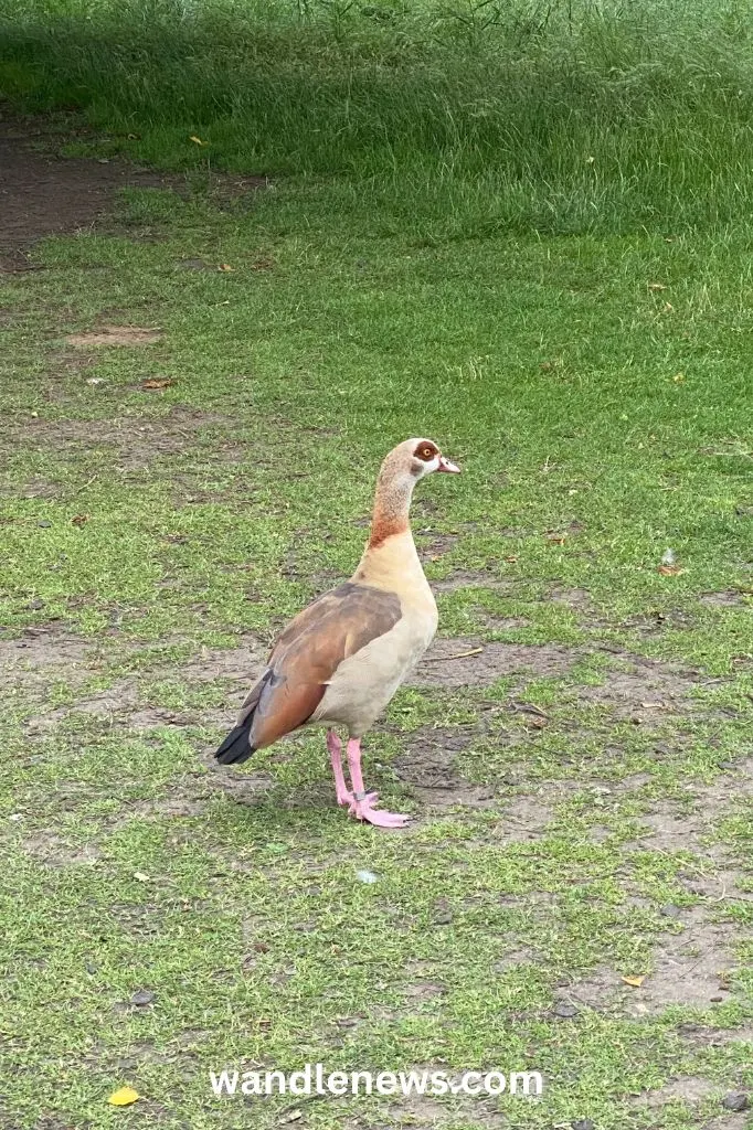 Egyptian Goose on the common