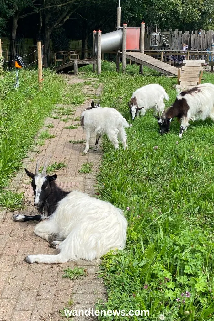 Bagot goats at at Battersea Park Zoo