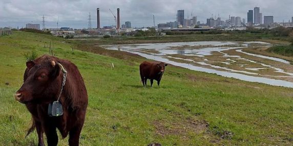 Beddington Farmlands Lake Loop