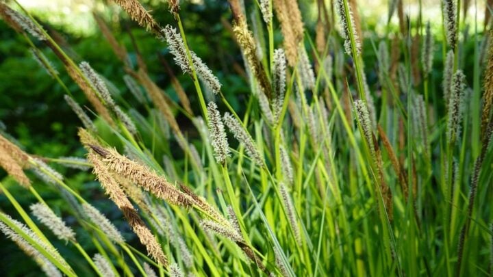 Bowles' golden sedge