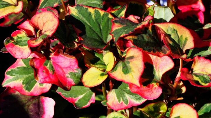 Image for Houttuynia cordata 'Chameleon'