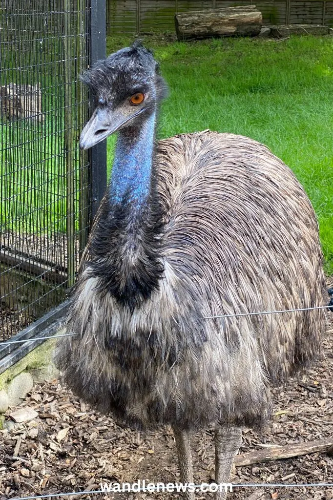 Common Emu