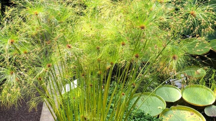 Cyperus papyrus