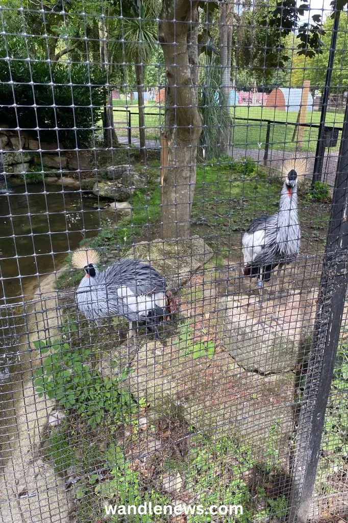 Grey Crowned Cranes at Battersea Park Zoo