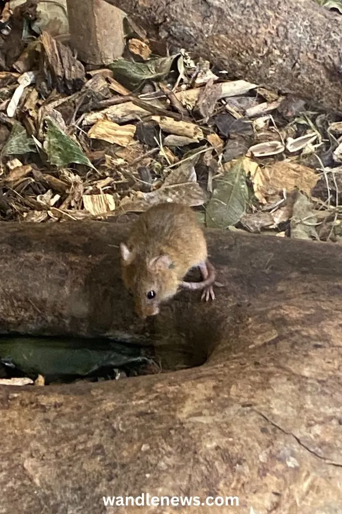 Harvest Mouse