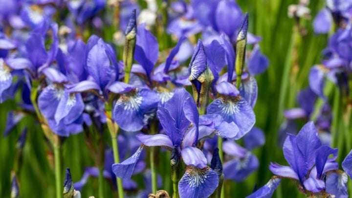 Image for Blue Flag (Iris versicolor)